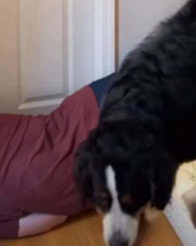 Глумио да је пао низ степенице, а реакција његових паса је хит (ВИДЕО)