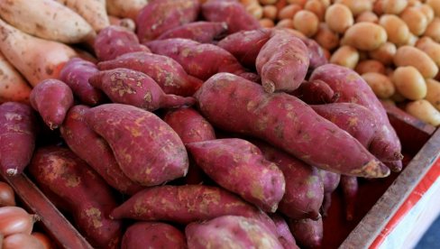 ZARADITE I DO 40.000 EVRA GODIŠNJE: Ove tri kulture mogu doneti bogatstvo - Odmah pokrenite biznis!