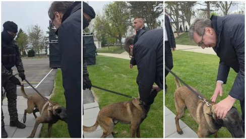 МИЛУТИН ЈЕ ТАКОЂЕ КОБРА - НЕУМОЉИВ, ОПАСАН, БЕСКРАЈНО ОДАН Вучић поделио занимљив снимак - Њему експлозив не може да промакне (ВИДЕО)