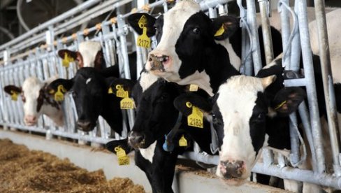 UVEŠĆEMO KRAVE DOJILJE: Glamočić posetio međunarodne poljoprivredne sajmove u Češkoj i Italiji