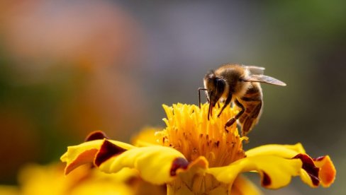 Hiljade dinara po aru: Lekovita biljka koja donosi veliku zaradu