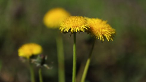 Ne kosite travu u voćnjacima: Evo zašto to nije poželjna radnja