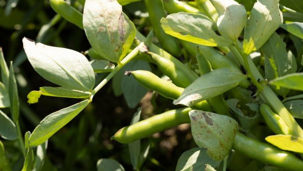 Пет кључних правила за сетву бораније: Посејте је на време и избегните грешке које смањују род