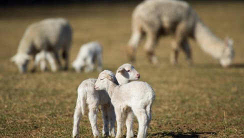 Отворено још једно тржиште: Србија извезла 8.000 јагњади у ову земљу