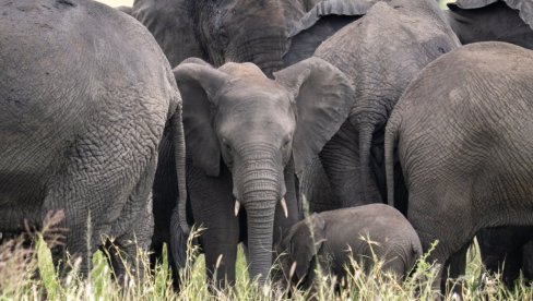 Милионера прегазило крдо слонова док је ловио антилопе у Габону: Његов помоћник тешко повређен