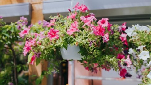 3 vrste neuništivog cveća za tersasu: Cveta kao ludo sve do jeseni (FOTO)