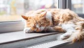 Mislite da je samo linjanje? Evo kada opadanje mačje dlake postaje razlog za brigu