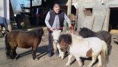 Понији, папагаји и цитруси: Три љубави Зорана Милићевића, пољопривредника из околине Параћина (ФОТО)