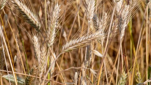 Појефтинили кукуруз и пшеница! Потражња мала: Ово су цене на Продуктној берзи