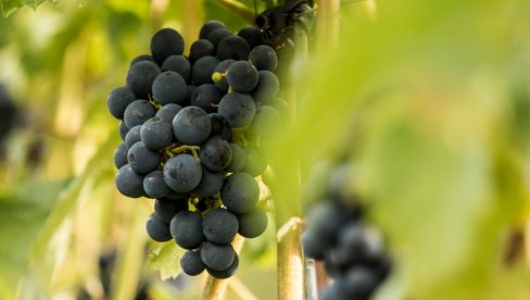 Saditi belo ili crno grožđe: Evo koje ima više zdravih i korisnih materija
