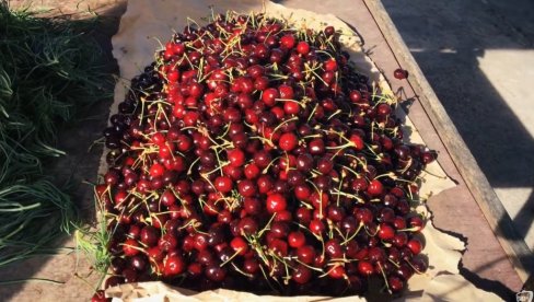 КАО ДА СУ ОД ЗЛАТА: Цена трешања у Хратској шокирала све
