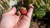 VOĆE SE BERE ZA KRUPNU LOVU: Nećete verovati kolika može biti mesečna zarada, a evo šta se još dobija