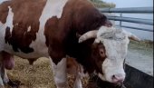 DŽIN MEĐU BIKOVIMA! Kad čujete koliko je Jablan TEŽAK, pašće vam vilica - glavna atrakcija sajma poljoprivrede (VIDEO)