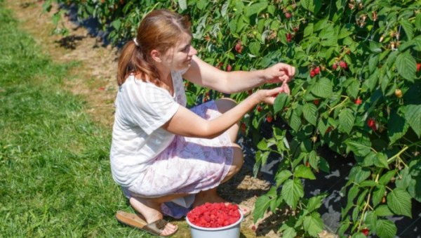 ВРЛИНЕ И МАНЕ СРПСКЕ МАЛИНЕ: Најбоља је на свету, али шкрипи једна ствар