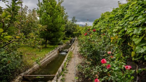НИЈЕ РЕЧ О ЕСТЕТИЦИ: Све о вези ружа и винограда