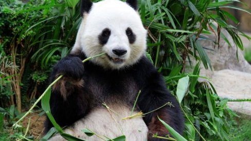 ROĐENA PRVA DŽINOVSKA PANDA VAN KINE: Posetiocima ograničen pristup