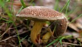 KILOGRAM PEČURAKA SKUPLJI OD MESA: Evo koja je i gde se može pronaći, ali - Oprez!
