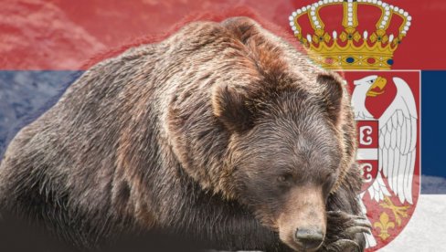 DRAMA NA TARI: Mečka istrčala pred majku i dete (3) - ima i mečiće