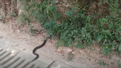 Srbin nalteo na ogromnu kobru usred grada (video)