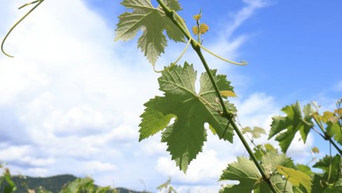 MINISTARSTVO POLJOPRIVREDE: Do 30. juna zahtevi za kreditnu podršku poljoprivrednicima