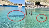 PANIKA NA PLAŽI U GRČKOJ: Velika morska životinja u plićaku - doplivala do kupača, mnogi bežali iz vode (VIDEO)
