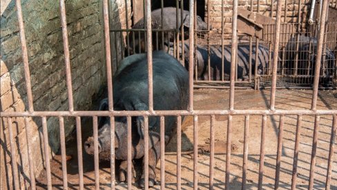 ПРЕДУЗМИТЕ МЕРЕ ЗАШТИТЕ: Апел сточарима у Зрењанину због појаве афричке куге свиња