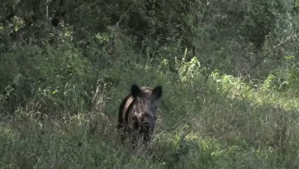 НАЈЕЗДА ДИВЉАЧИ НА УШЋЕ: Дивље животиње се и овог лета често могу видети у урбаним деловима града