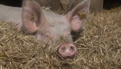 POTROŠAČI, NEMA RAZLOGA ZA STRAH Hoće li afrička kuga podići cenu svinjetine?