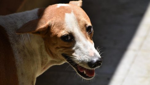 UJEO VAS JE ULIČNI PAS? Evo ko snosi odgovornost i šta se naplaćuje!