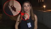 Živo uključenje - a bubašvaba šeta po voditeljki: Vidite njenu reakciju! (Video)