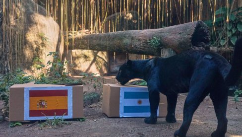 JAGUAR ODABRAO, ŠPANIJA ILI ARGENTINA? Poti odlučio, evo ko osvaja Svetsko prvenstvo (FOTO)