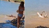 Šok na grčkom ostrvu: Ajkula se praćakala u plićaku - panika među kupačima (Video)