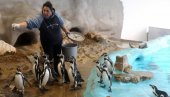 PINGVINI ŽIVE KAO U RIZORTU: Zoološki vrt čini sve da životinjama bude prijatno i po vrućini