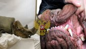 У остацима штенета у Русији нађено младунче носорога