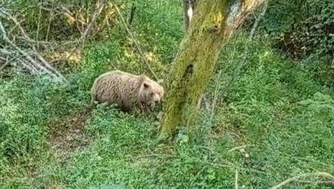 КАМЕРА ОСТАЛА УПАЉЕНА: Побегао од медведа на Тари на дрво, а онда га је угледао одоздо (ВИДЕО)