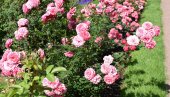 ПРОДУЖИТЕ ЦВЕТАЊЕ РУЖА ДО ОКТОБРА: Примените један трик крајем јула и уживаћете у башти све до јесени