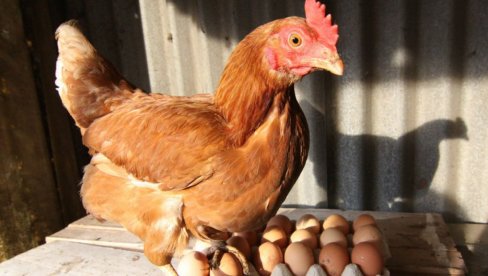 Organska proizvodnja jaja DVOSTRUKO ŠTETNIJA od klasičnog uzgoja