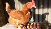 Органска производња јаја ДВОСТРУКО ШТЕТНИЈА од класичног узгоја