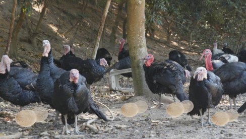 ЗАШТО ИХ НИКО НЕ ПРОДАЈЕ? Да ли ћурећа јаја смеју да се једу